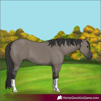 Horse Color:Grullo 