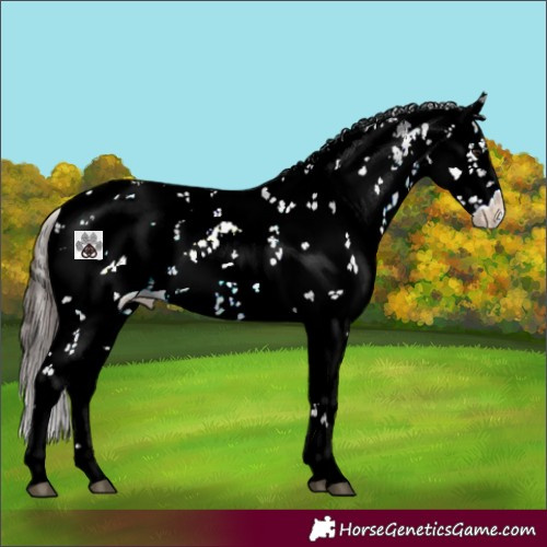 Horse Color:White Spotted Brown Sabino Appaloosa 