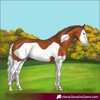 Horse Color:Silver Bay Splash Frame 