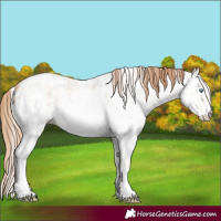 Horse Color:White Spotted Gold Champagne Pearl Dun Sabino Rabicano