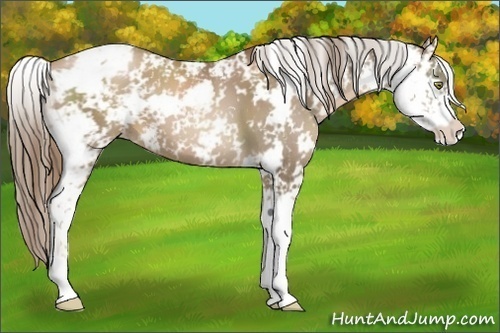 Horse Color:Liver Chestnut Pearl Sabino 