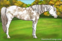 Horse Color:Liver Chestnut Pearl Sabino 