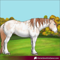 Horse Color:White Spotted Sable Champagne Pearl Sabino 