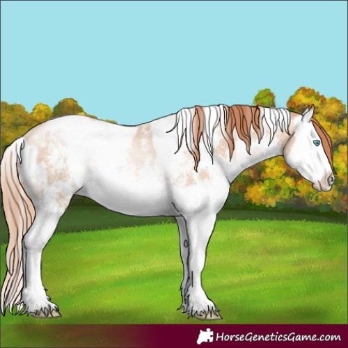 Horse Color:White Spotted Sable Champagne Pearl Sabino Splash Rabicano