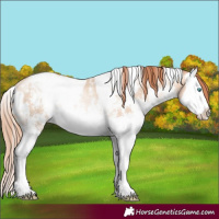 Horse Color:White Spotted Sable Champagne Pearl Sabino Splash Rabicano 