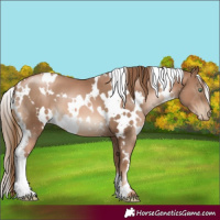 Horse Color:White Spotted Liver Chestnut Pearl 
