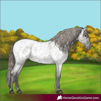 Horse Color:Grullo Roan Appaloosa Rabicano