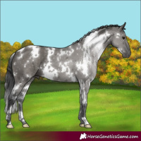 Horse Color:White Spotted Grullo 