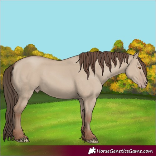 Horse Color:Unknown 