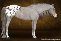Horse Color:Liver Chestnut Sabino Appaloosa 