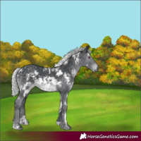 Horse Color:White Spotted Silver Black Chinchilla 