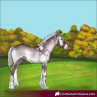 Horse Color:White Spotted Chocolate Silver Blue Onyx Chinchilla 