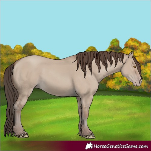 Horse Color:Unknown 