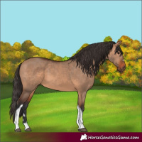 Horse Color:Bay Dun Tobiano 