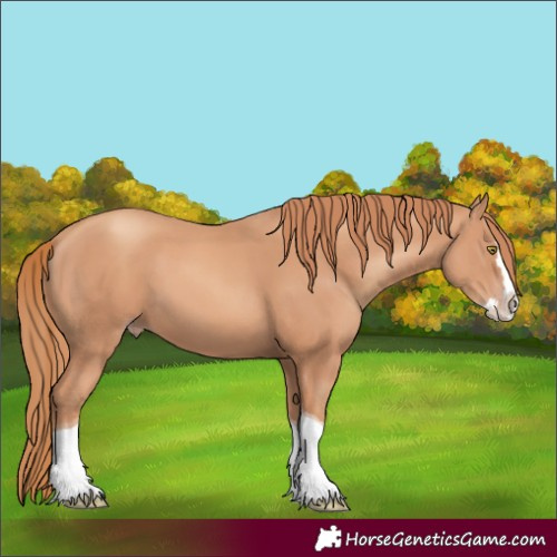 Horse Color:Unknown 