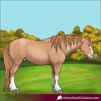 Horse Color:Unknown 