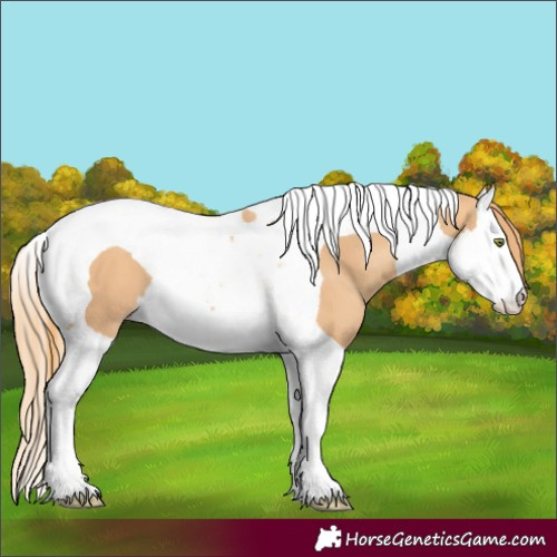 Horse Color:Unknown 