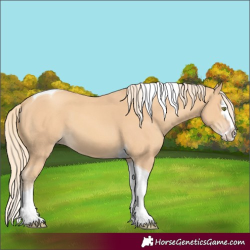 Horse Color:Unknown 