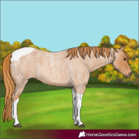 Horse Color:Red Roan Tobiano 