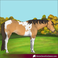 Horse Color:Buckskin Tobiano 