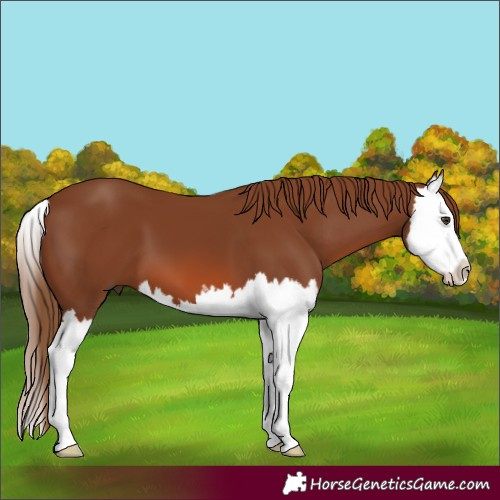 Horse Color:Unknown 