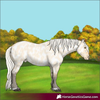 Horse Color:Silver Buckskin Roan Dun Appaloosa 