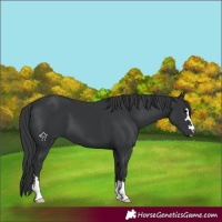 Horse Color:Black 
