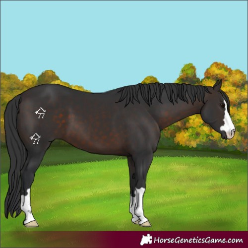 Horse Color:Brown 