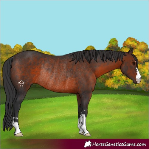 Horse Color:Brown Rabicano