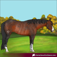 Horse Color:Brown Rabicano 