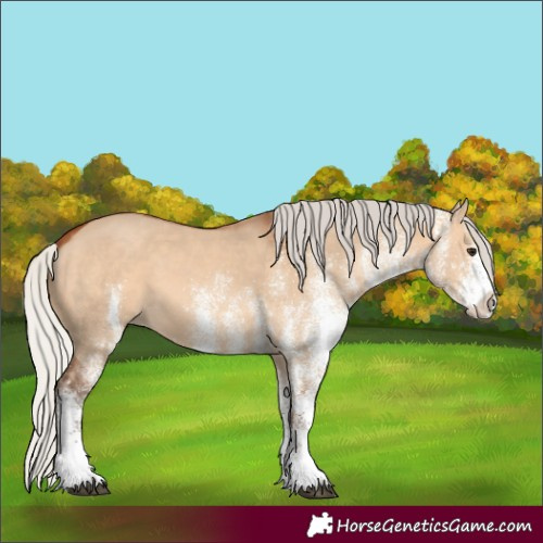 Horse Color:White Spotted Silver Bay Dun 