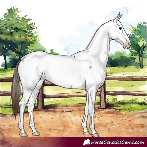 Horse Color:Bay Dun Fewspot 