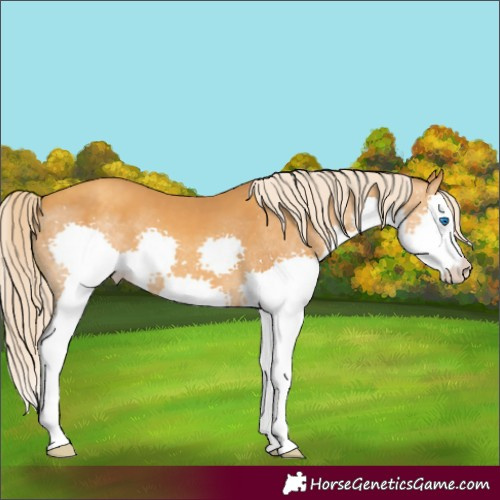 Horse Color:Gold Cream Champagne Splash