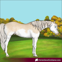Horse Color:Chocolate Palomino Dun Splash