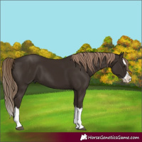 Horse Color:Liver Chestnut Splash
