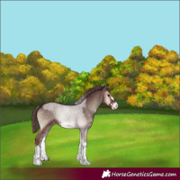 Horse Color:Chocolate Blue Onyx Sabino 