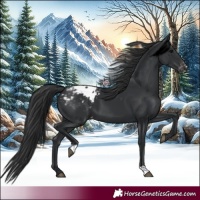 Horse Color:Black Appaloosa 