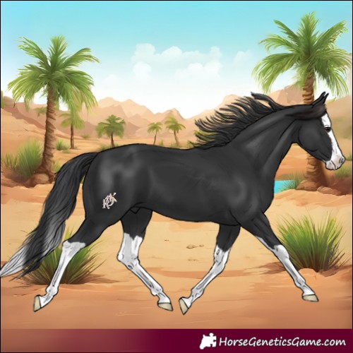 Horse Color:Black Splash 