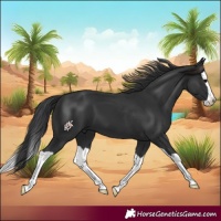 Horse Color:Black Splash
