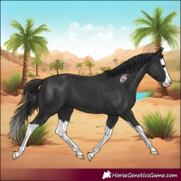 Horse Color:Black Splash