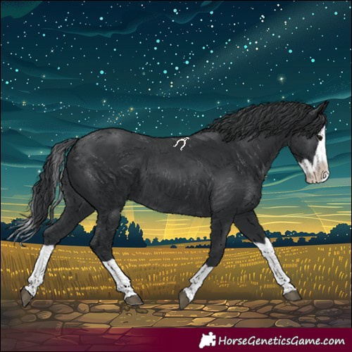 Horse Color:Black Splash 
