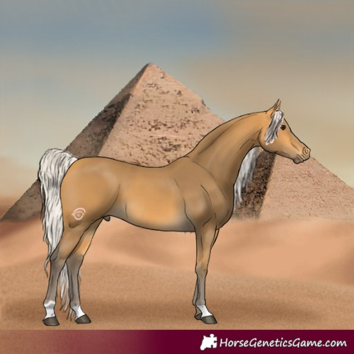 Horse Color:Silver Buckskin 