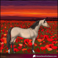 Horse Color:Bay Dun