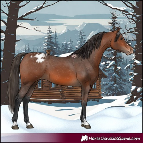 Horse Color:Bay Appaloosa 