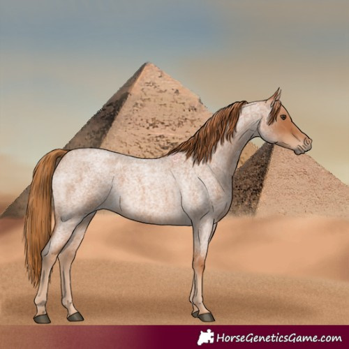 Horse Color:Red Roan 