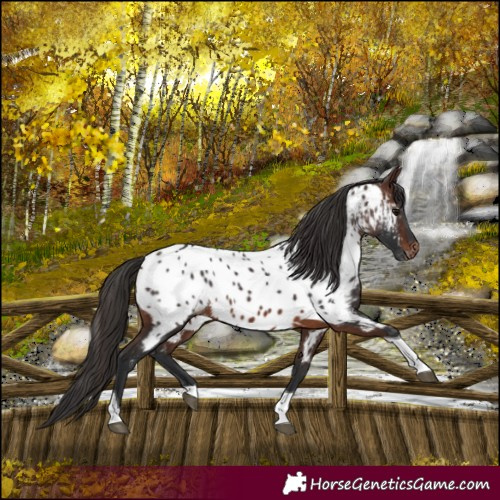 Horse Color:Brown Tobiano Appaloosa 
