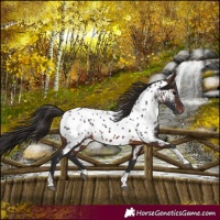Horse Color:Brown Tobiano Near Leopard 