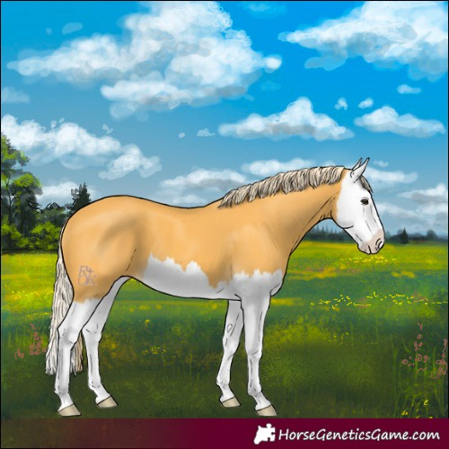 Horse Color:Palomino Splash 