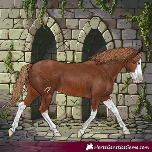 Horse Color:Chestnut Splash 