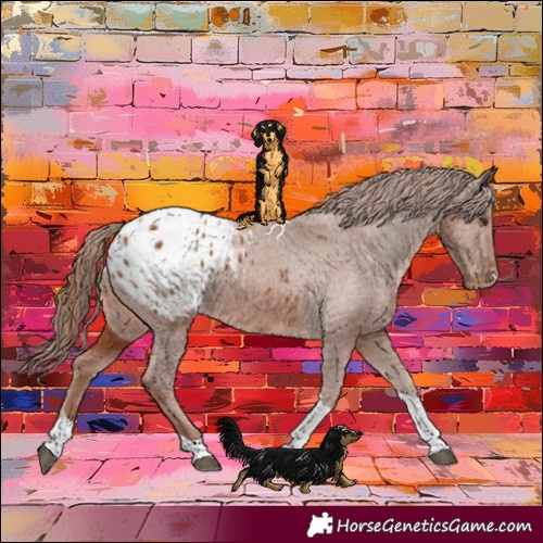 Horse Color:Chestnut Tobiano Appaloosa 